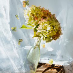 hydrangea_fall_1