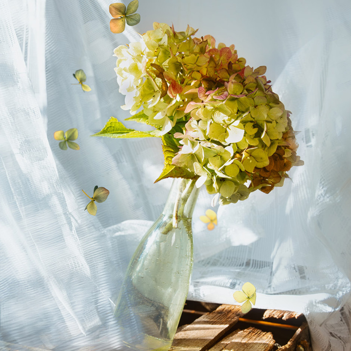 hydrangea_fall_1