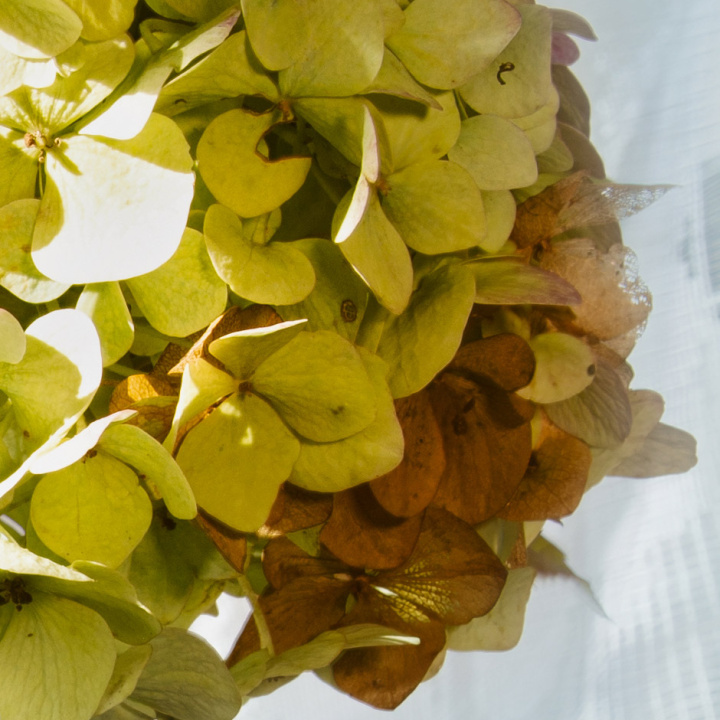 hydrangea_fall_3